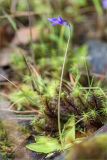 Pinguicula vulgaris. Цветущее растение. Карелия, восточный берег оз. Топозеро, низкий каменистый заболоченный берег. 05.07.2024.