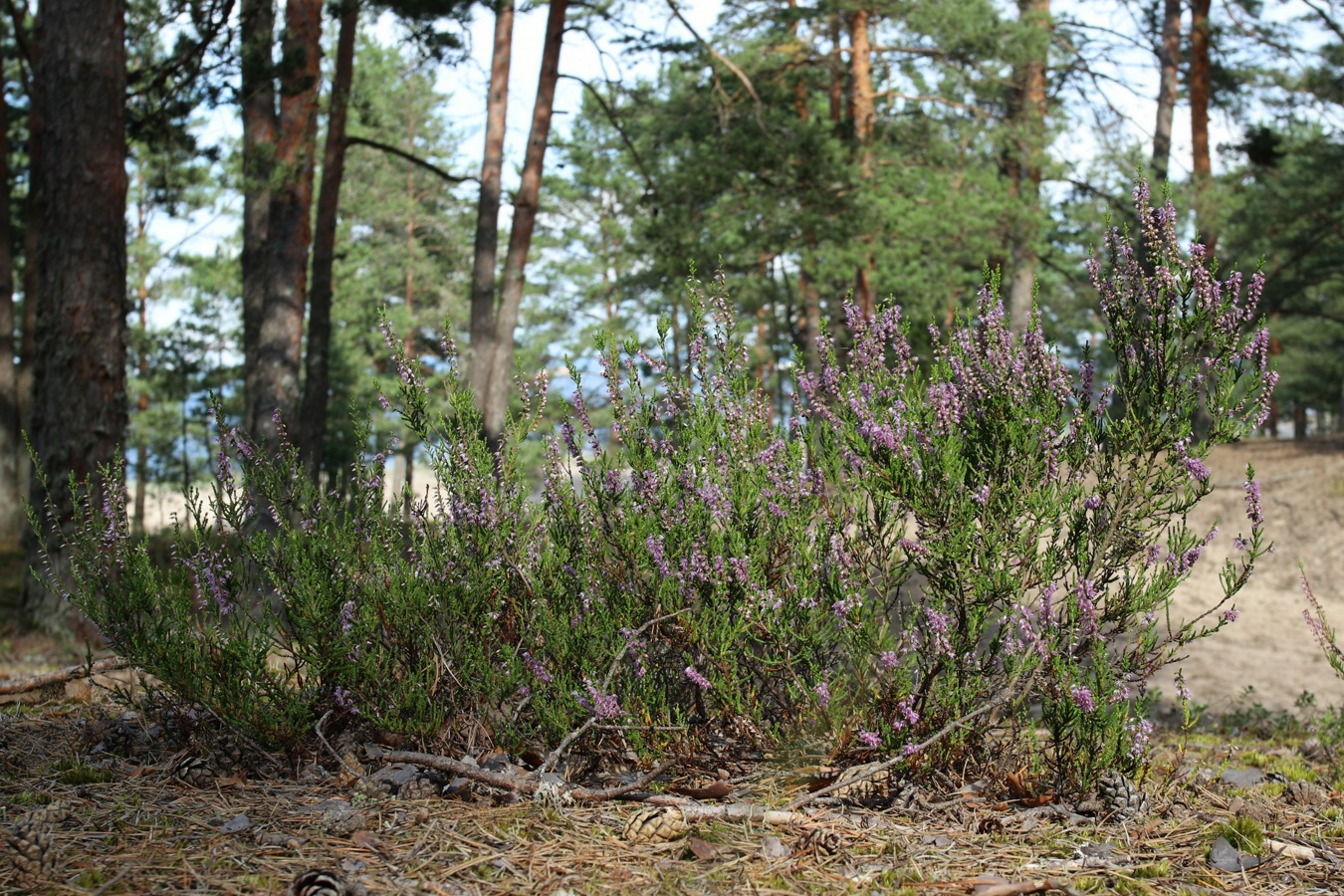Image of Calluna vulgaris specimen.