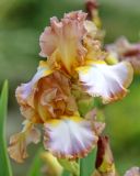 genus Iris