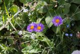 Смотреть изображение Aster alpinus