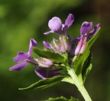 Смотреть изображение Clausia trichosepala