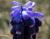 Смотреть изображение Muscari neglectum