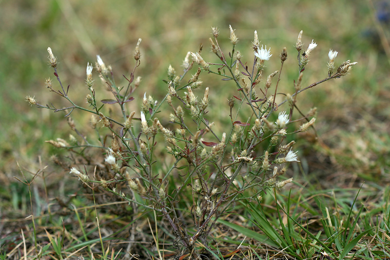 Image of Centaurea diffusa specimen.