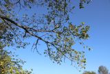 View full-size image Ulmus laevis