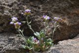 View full-size image Aubrieta canescens