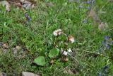 View full-size image Tussilago farfara