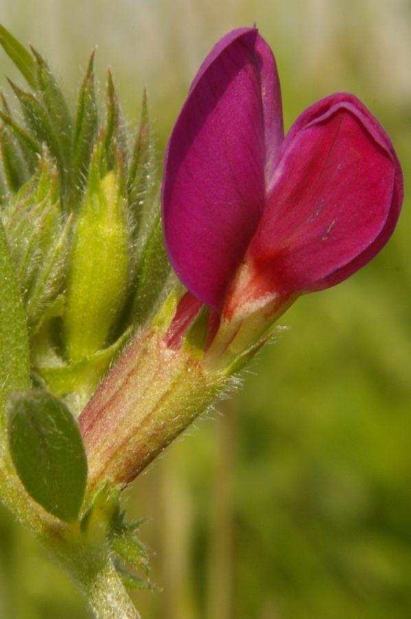 Изображение особи Vicia amphicarpa.