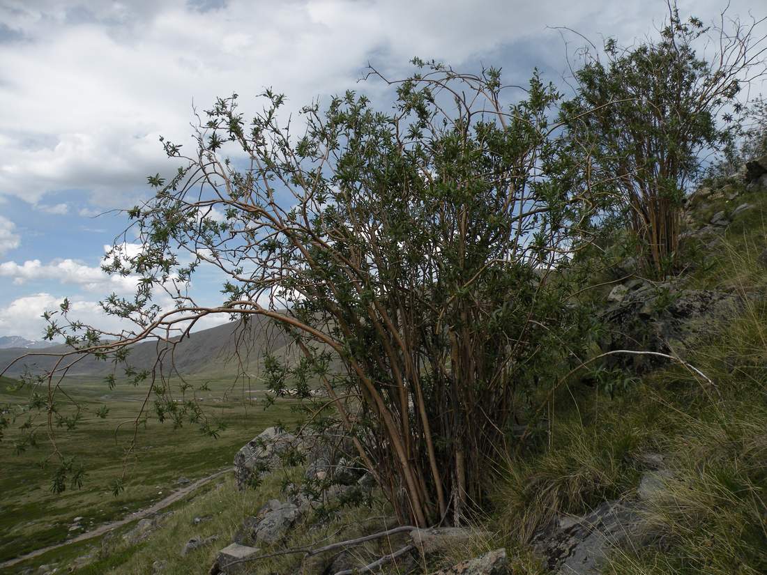 Изображение особи Salix sajanensis.