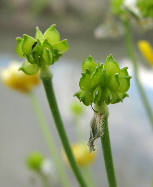 Изображение особи род Ranunculus.