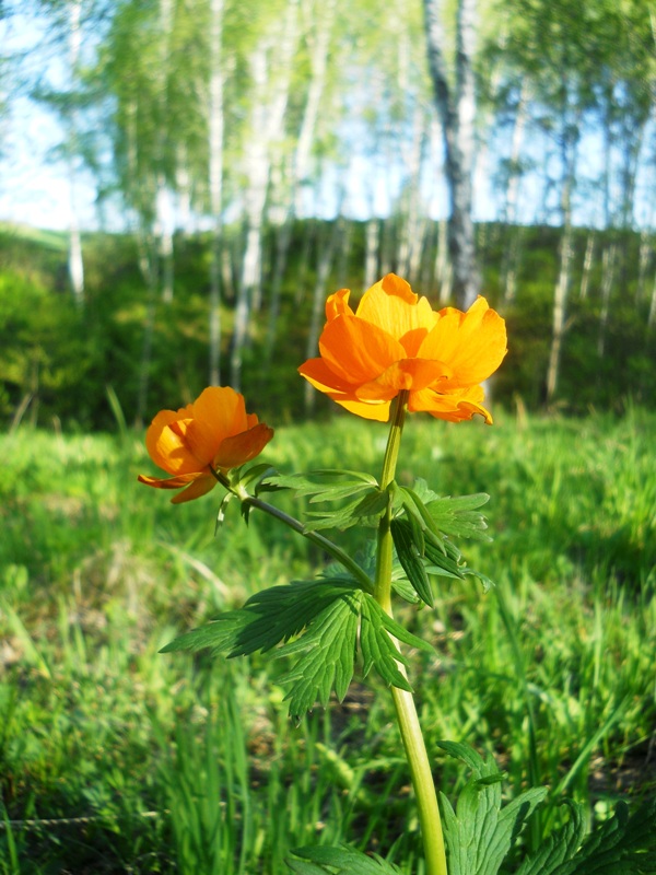 Image of Trollius asiaticus specimen.