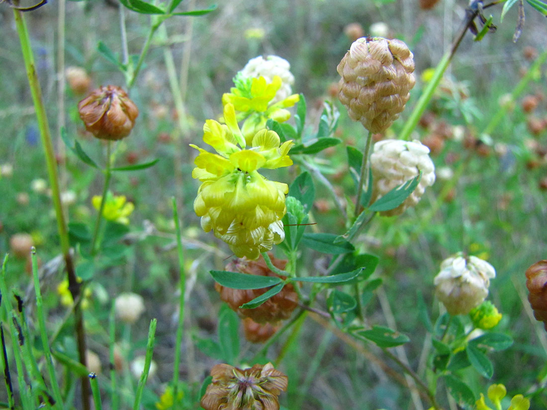 Image of Trifolium aureum specimen.