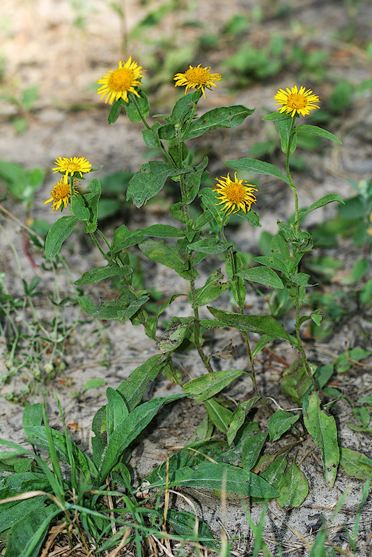 Изображение особи Inula britannica.