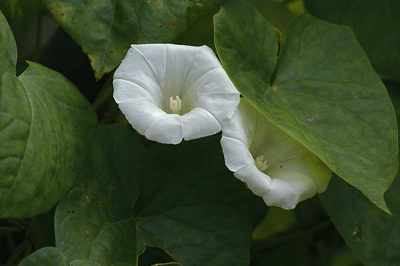 Image of Calystegia sepium specimen.