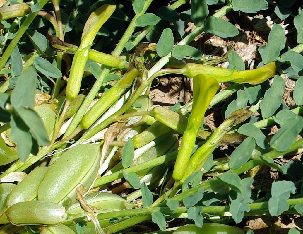 Image of Astragalus macronyx specimen.