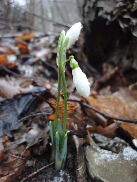 Image of Galanthus alpinus specimen.