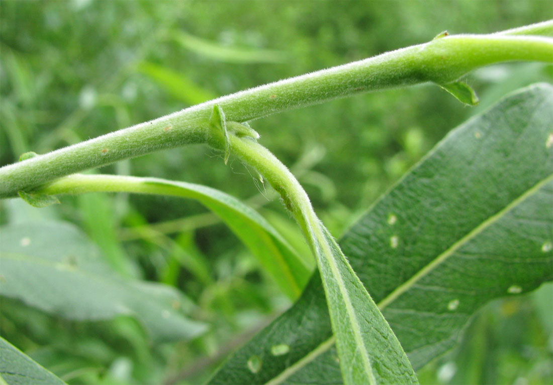 Image of Salix gmelinii specimen.