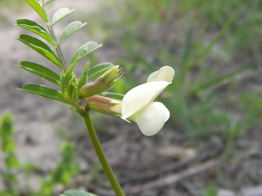 Image of Vicia grandiflora specimen.