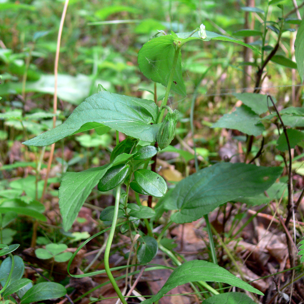 Image of Viola canina specimen.