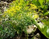 Haplophyllum acutifolium. Цветущее растение. Копетдаг, Чули. Май 2011 г.