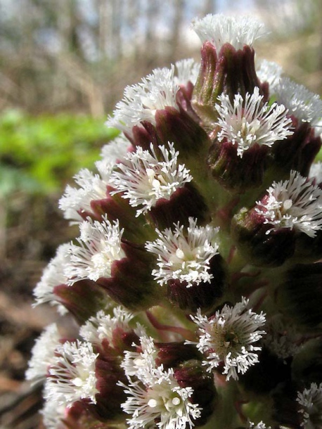 Image of Petasites hybridus specimen.