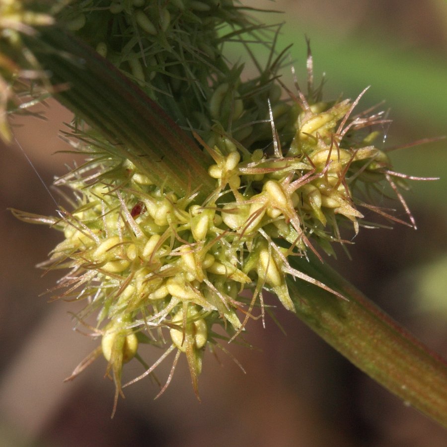 Image of Rumex maritimus specimen.