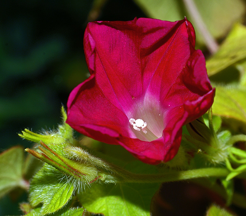 Image of Ipomoea purpurea specimen.