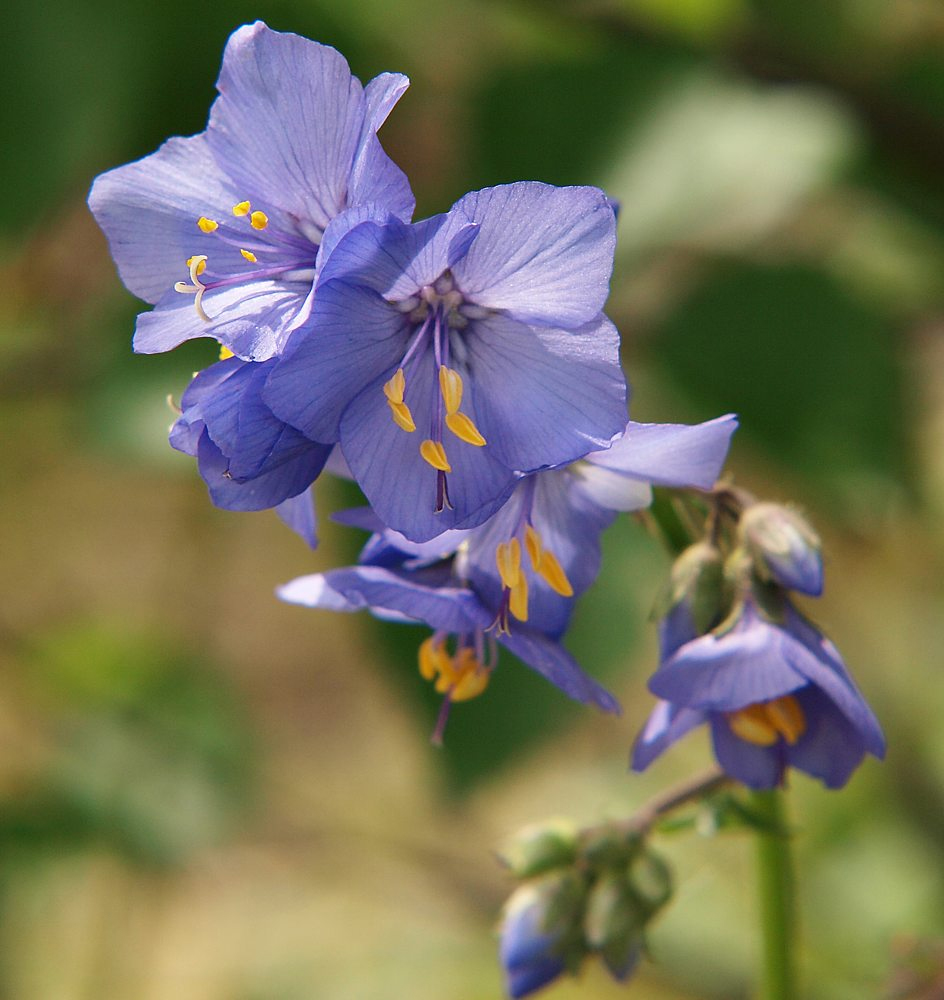 Image of Polemonium caeruleum specimen.