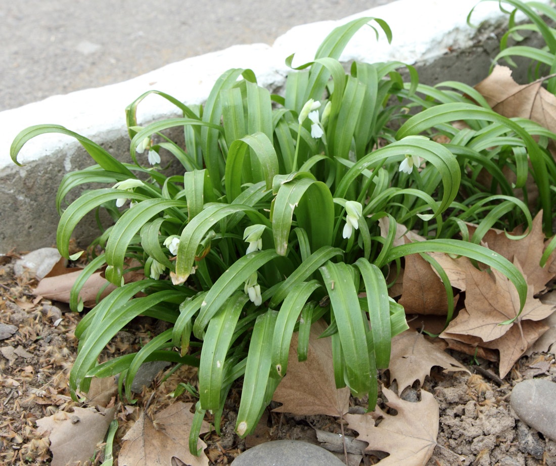 Image of Allium paradoxum specimen.