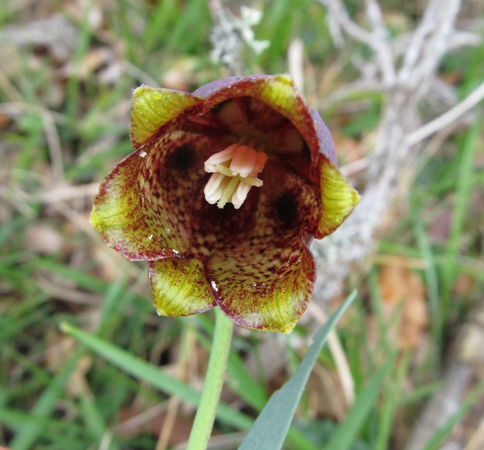 Изображение особи Fritillaria pyrenaica.