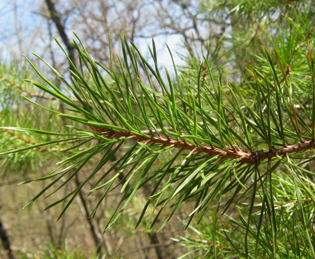 Изображение особи Pinus sylvestris.