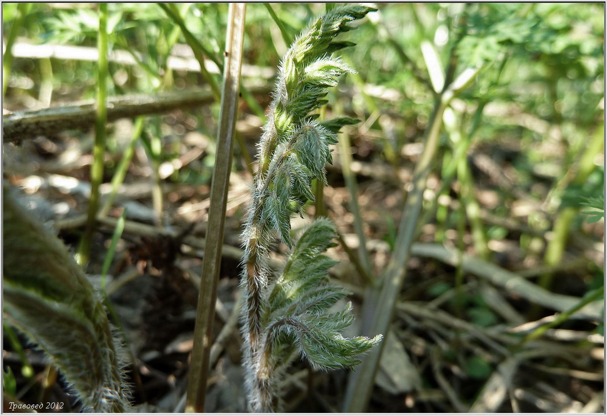 Image of Chaerophyllum prescottii specimen.