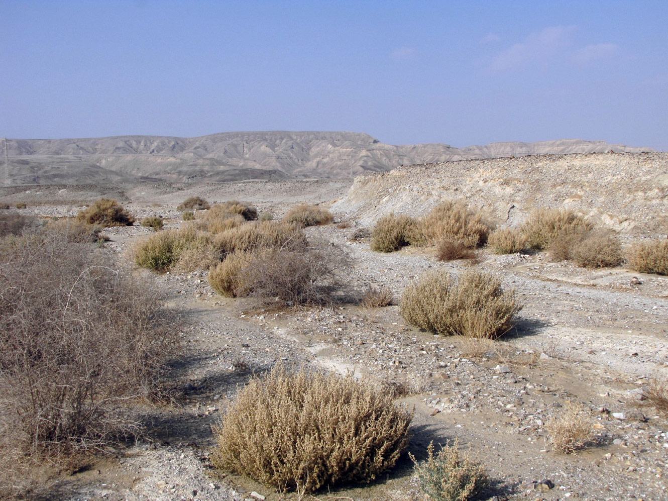 Image of Anabasis setifera specimen.