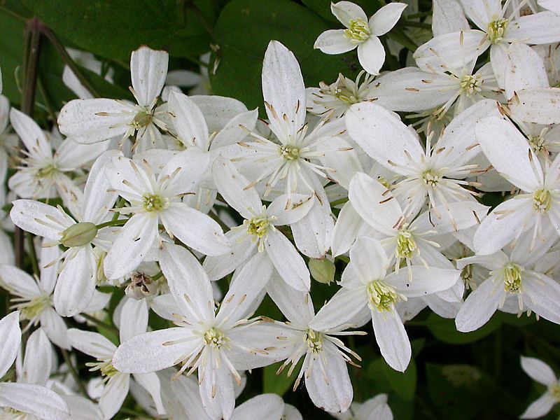 Изображение особи Clematis mandshurica.