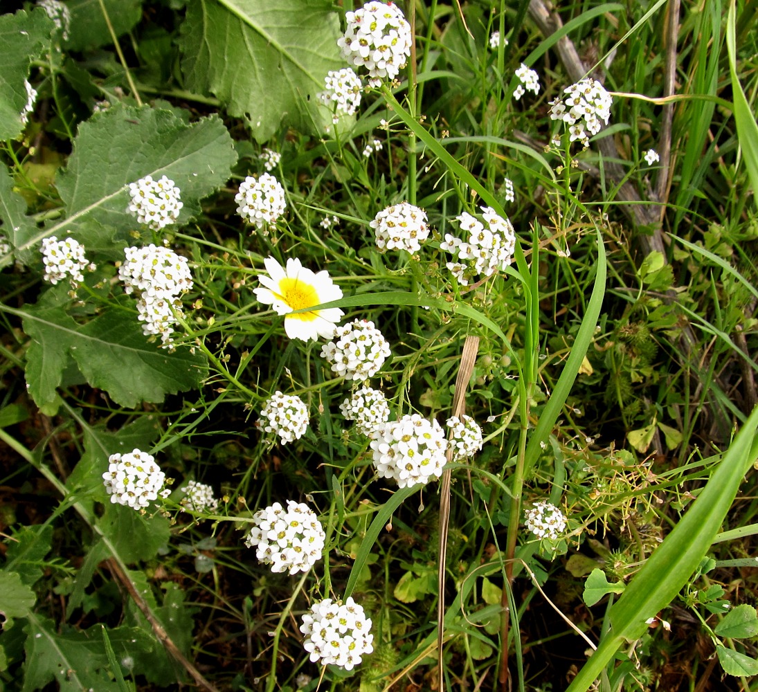 Изображение особи Lobularia maritima.