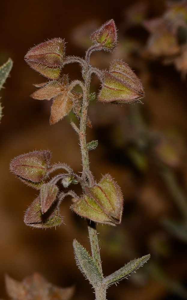 Изображение особи Trichodesma africana.