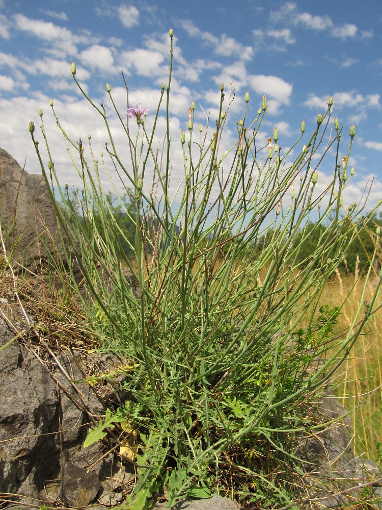 Image of familia Asteraceae specimen.