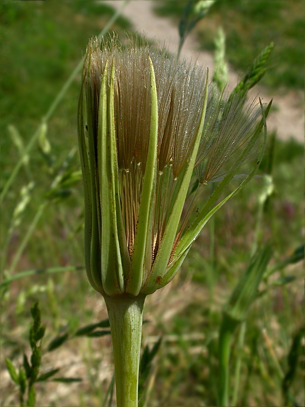 Image of Tragopogon dubius ssp. major specimen.