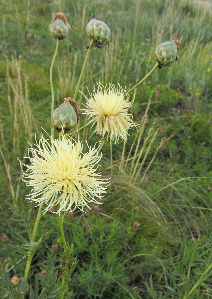 Image of Rhaponticoides kasakorum specimen.