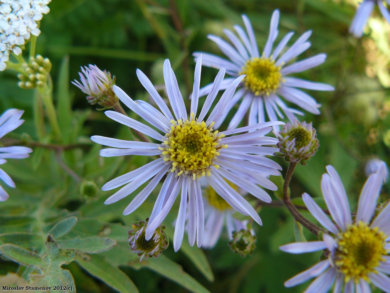 Image of Aster amellus specimen.