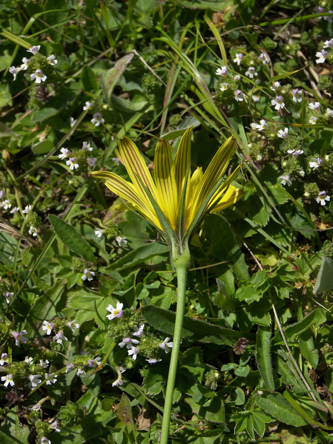 Image of Tragopogon reticulatus specimen.