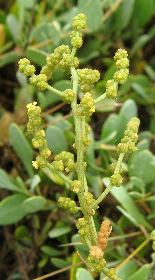 Image of Halimione verrucifera specimen.