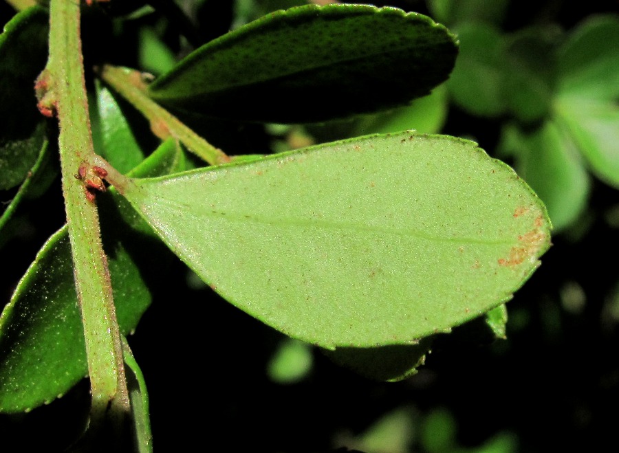 Image of Azara microphylla specimen.