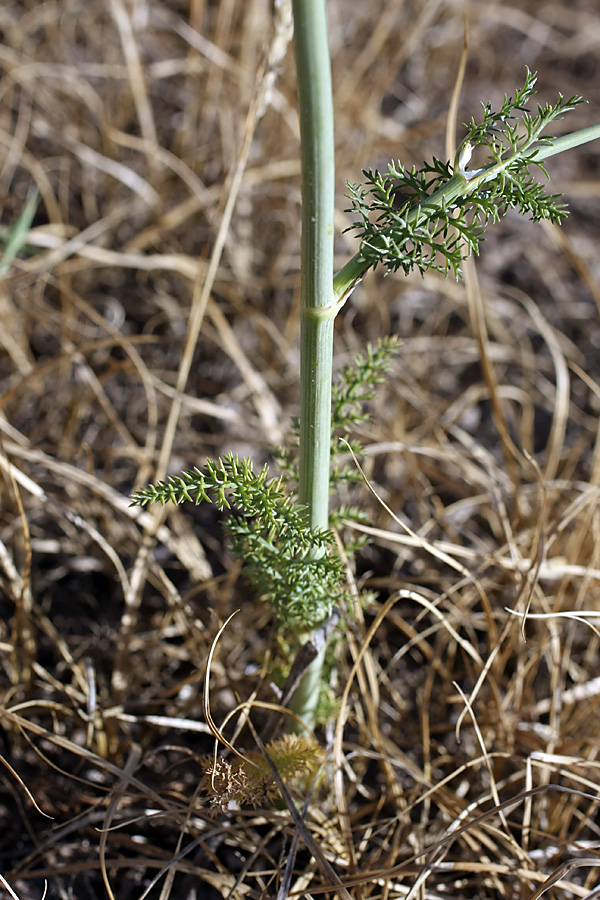 Image of familia Apiaceae specimen.