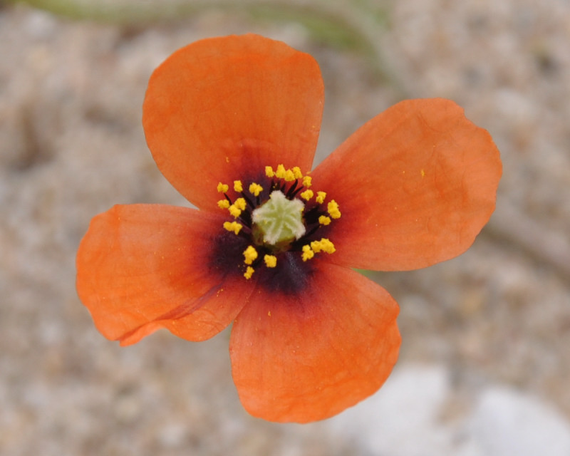 Изображение особи Papaver nigrotinctum.