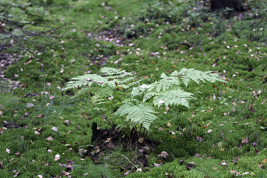 Image of Dryopteris expansa specimen.