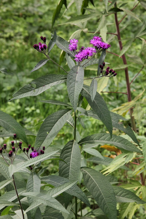 Изображение особи Vernonia gigantea.