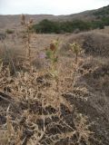 Cirsium rigidum