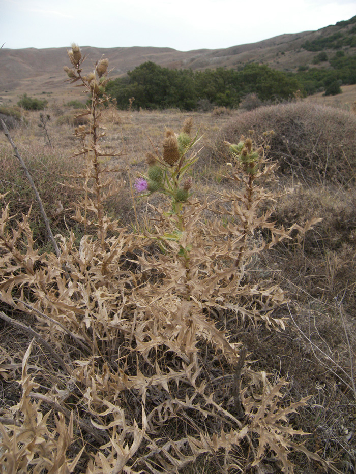 Image of Cirsium rigidum specimen.