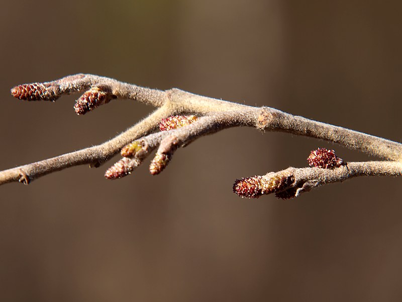 Image of Alnus incana specimen.