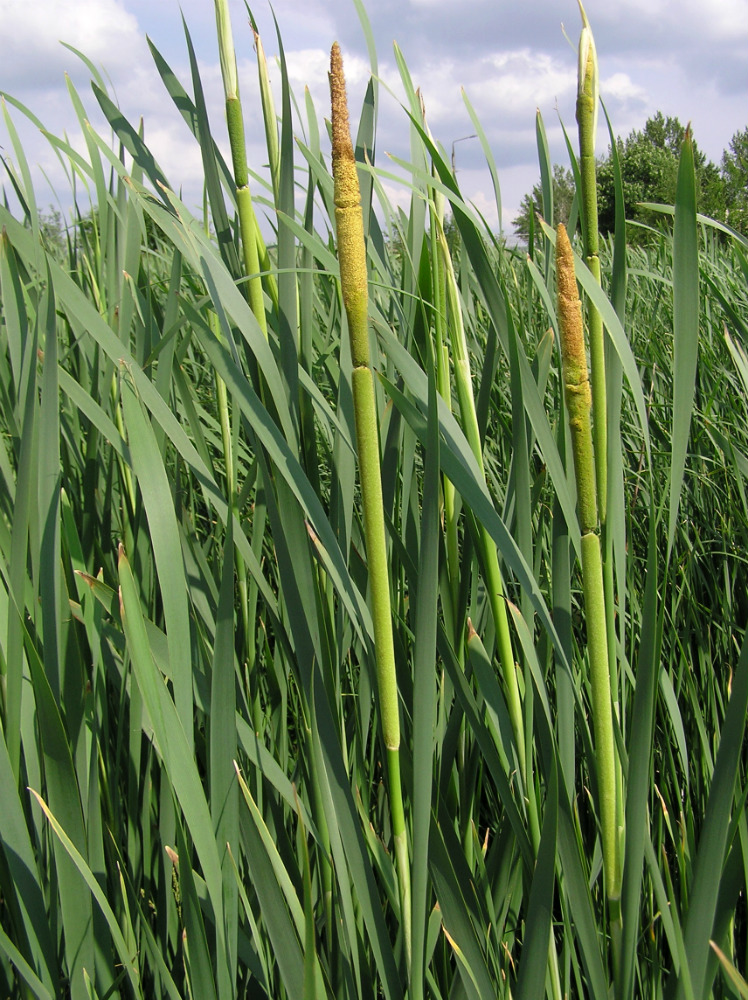 Image of Typha latifolia specimen.